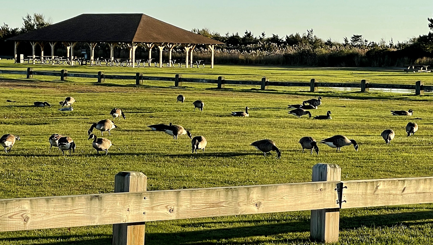 Canada geese on an open managed park lawn