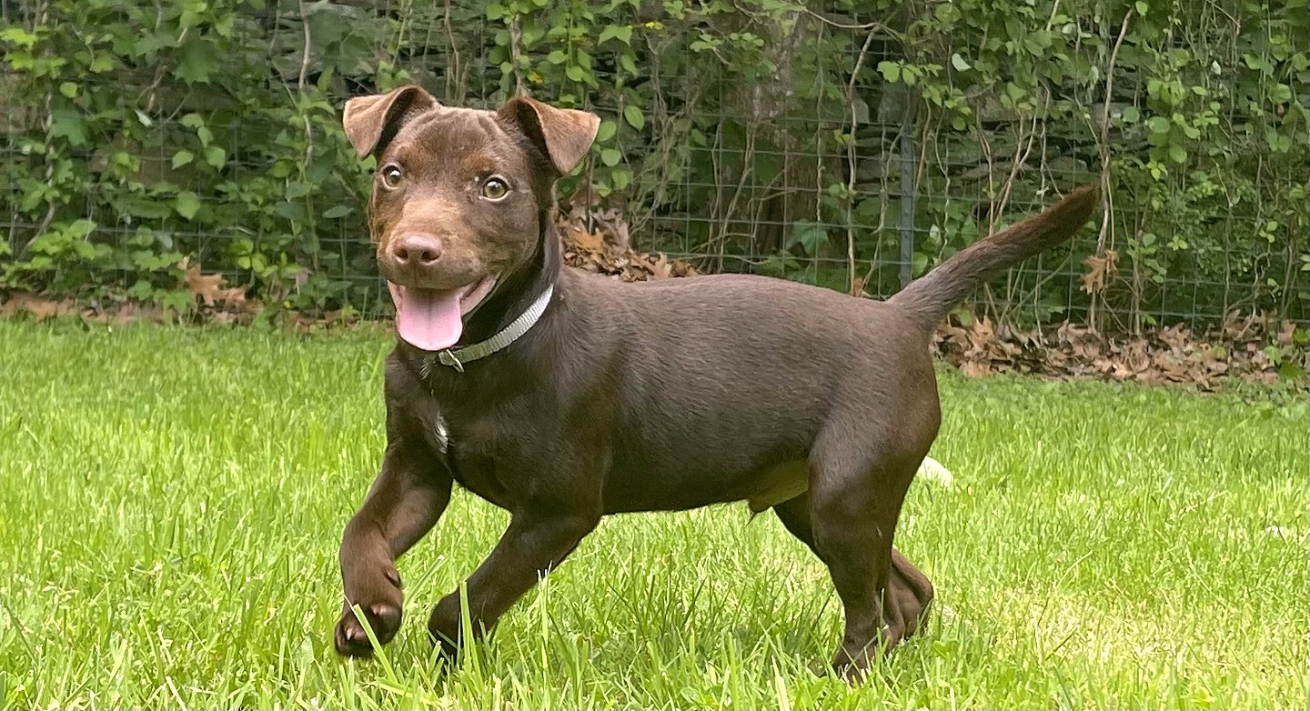 Patterdale Terrier puppy standing in grass