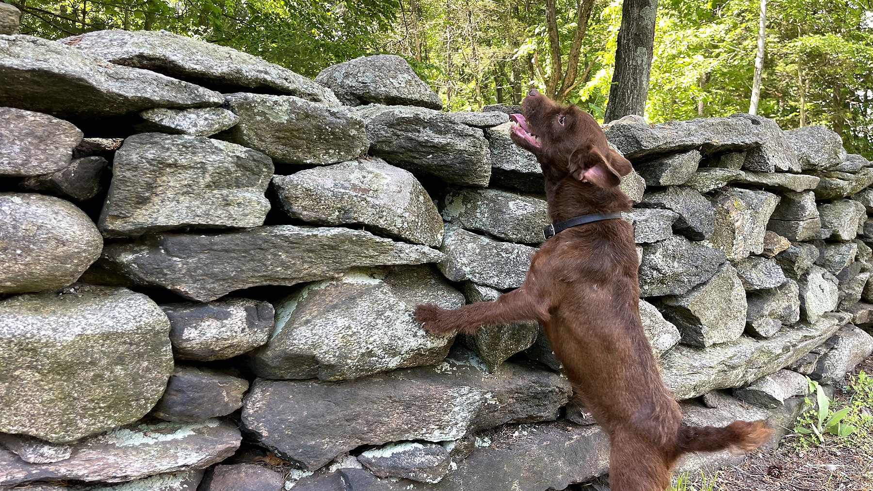 Patterdale Terrier inspecting a stone wall for rodent activity