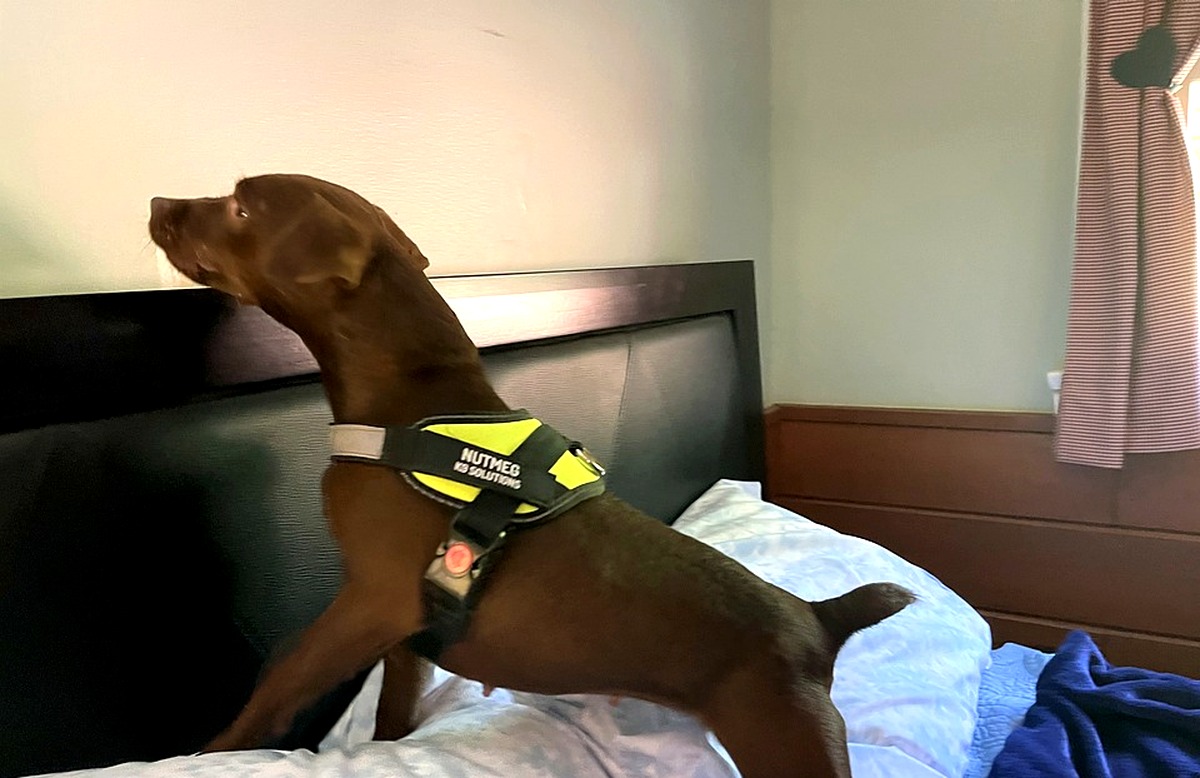 Bed bug detection dog inspecting a bed