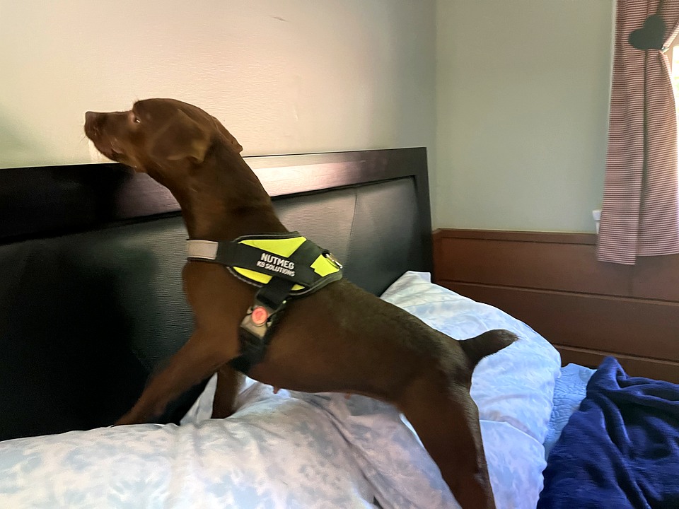 Bed Bug Detection service image