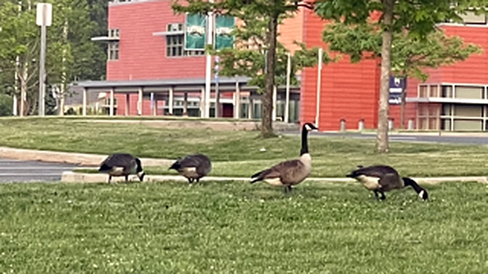 Canada geese on a managed property lawn