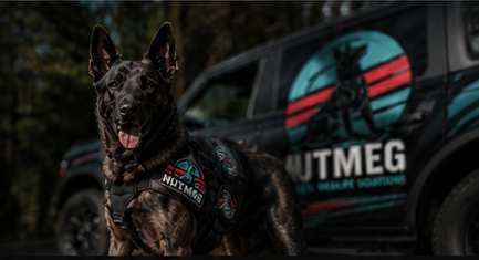 Nutmeg K9 service consultation and call to action
