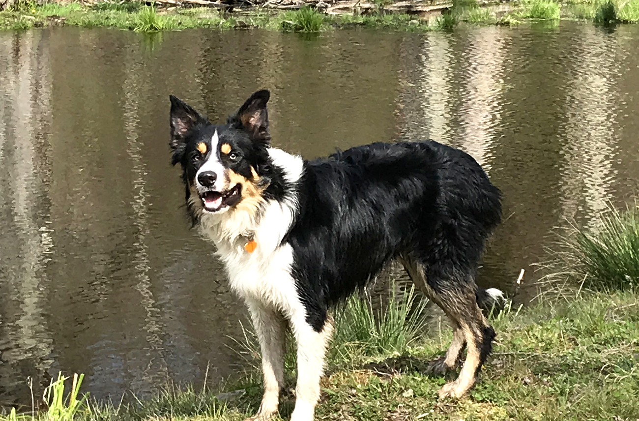 Border Collie standing by water during working dog training